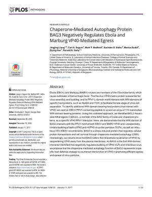 Chaperone-Mediated Autophagy Protein BAG3 Negatively Regulates Ebola and Marburg VP40-Mediated Egress