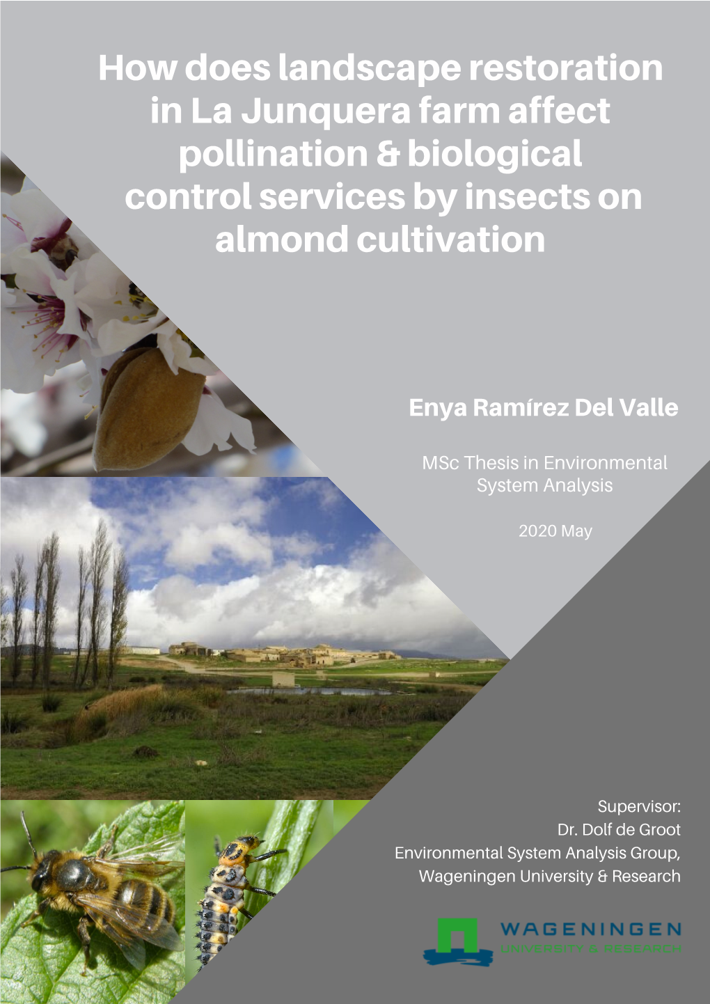 How Does Landscape Restoration in La Junquera Farm Affect Pollination & Biological Control Services by Insects on Almond Cultivation