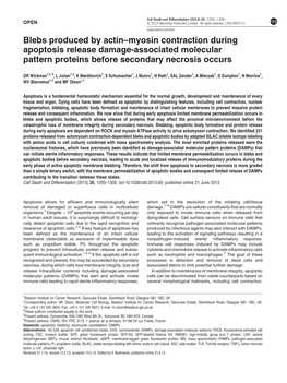 Myosin Contraction During Apoptosis Release Damage-Associated Molecular Pattern Proteins Before Secondary Necrosis Occurs