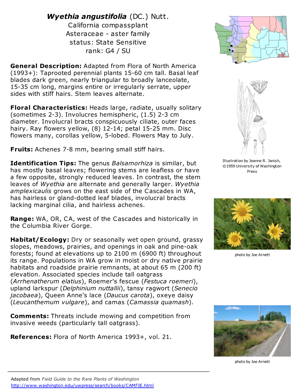 Wyethia Angustifolia (DC.) Nutt