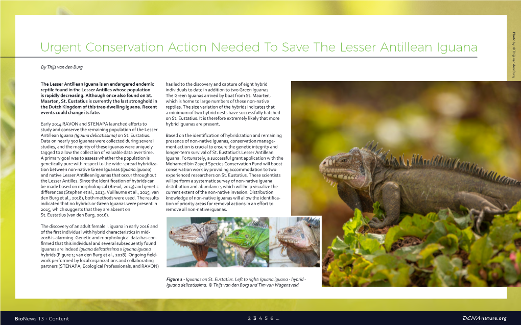 Urgent Conservation Action Needed to Save the Lesser Antillean Iguana ©Thijs Van Den Burg