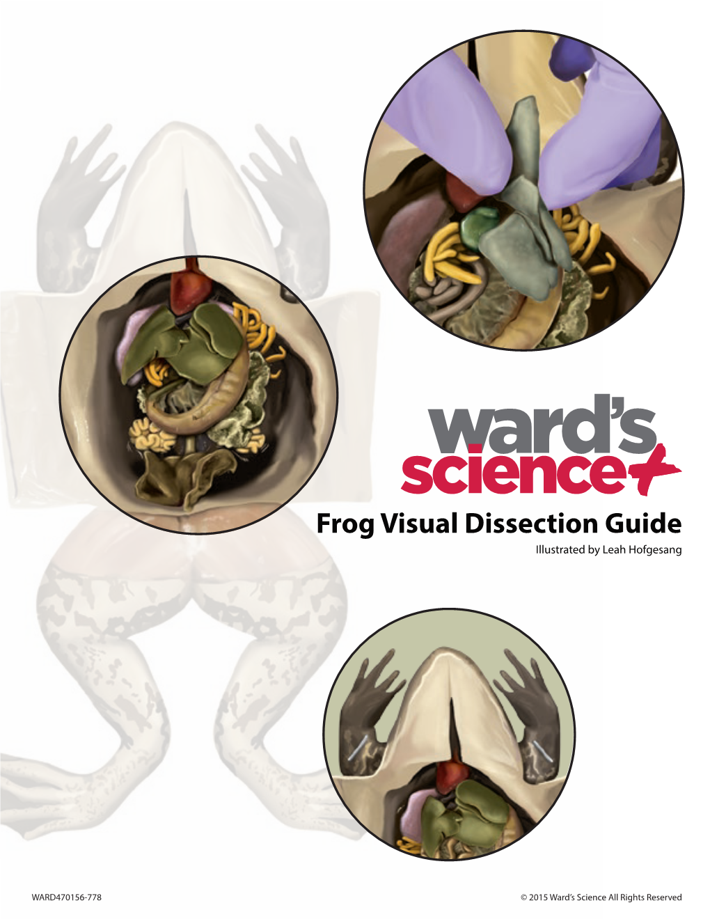 frog-visual-dissection-guide-illustrated-by-leah-hofgesang-docslib