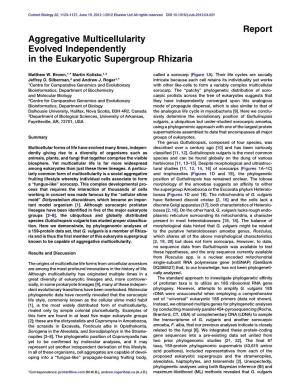 Aggregative Multicellularity Evolved Independently in the Eukaryotic Supergroup Rhizaria