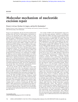 Molecular Mechanism of Nucleotide Excision Repair