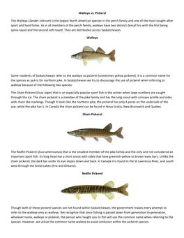 Walleye Vs. Pickerel