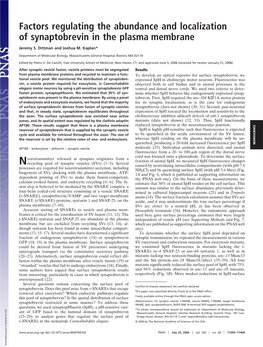 Factors Regulating the Abundance and Localization of Synaptobrevin in the Plasma Membrane