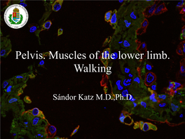 Pelvis. Muscles of the Lower Limb. Walking