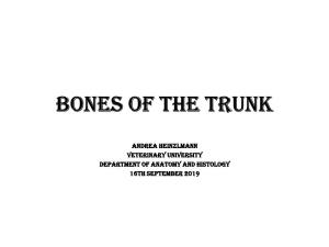 Bones of the Trunk