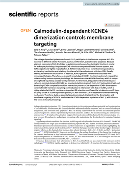 Calmodulin-Dependent KCNE4 Dimerization Controls Membrane