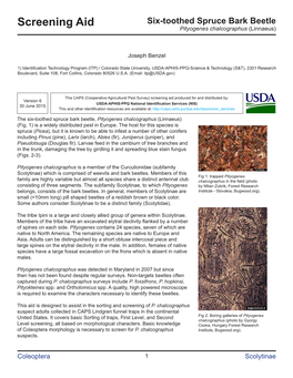 Six-Toothed Spruce Bark Beetle Screening Aid Pityogenes Chalcographus (Linnaeus)