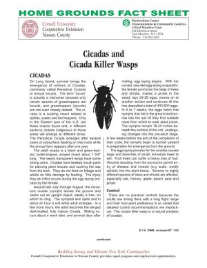 Cicadas and Cicada Killer Wasps CICADAS on Long Island, Summer Brings the Mating, Egg Laying Begins
