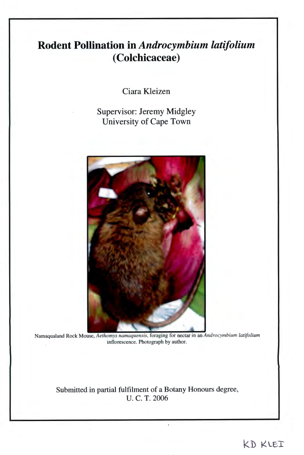 Rodent Pollination in Androcymbium Latifolium I (Colchicaceae) I I Ciara Kleizen Supervisor: Jeremy Midgley I University of Cape Town I I