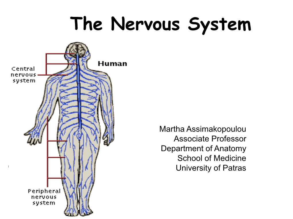 The Nervous System