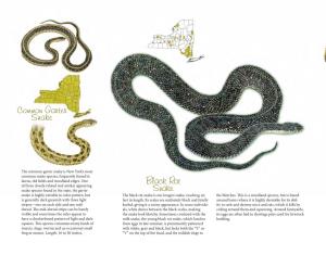 Snakes of New York State