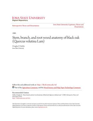 Stem, Branch, and Root Wood Anatomy of Black Oak (Quercus Velutina Lam) Douglas D