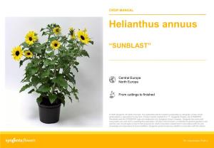 Helianthus Annuus “SUNBLAST”