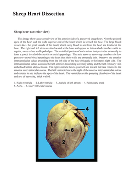 Sheep Heart Dissection