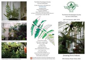Growing Ferns Indoors