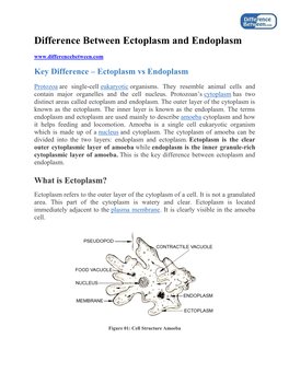 Difference Between Ectoplasm and Endoplasm Key Difference – Ectoplasm Vs Endoplasm