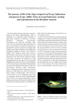 The Journey of Life of the Tiger-Striped Leaf Frog Callimedusa Tomopterna (Cope, 1868): Notes of Sexual Behaviour, Nesting and Reproduction in the Brazilian Amazon