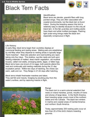 Black Tern Factsheet