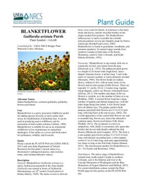 Blanketflower (Gaillardia Aristata) Plant Guide