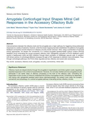 Amygdala Corticofugal Input Shapes Mitral Cell Responses in the Accessory Olfactory Bulb
