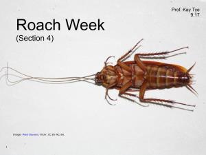 9.17 Lecture 4: Cockroach Sensory Processing