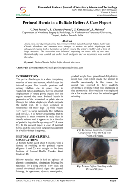 Perineal Hernia in a Buffalo Heifer: a Case Report