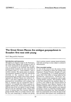The Great Green Macaw Ara Ambigua Guayaquilensis in Ecuador: First Nest with Young