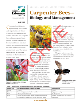 Carpenter Bees– Biology and Management