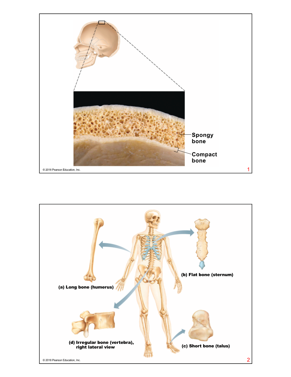 Compact Bone Spongy Bone