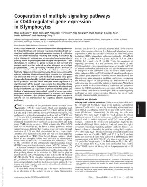 Cooperation of Multiple Signaling Pathways in CD40-Regulated Gene Expression in B Lymphocytes