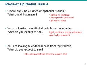 Review: Epithelial Tissue
