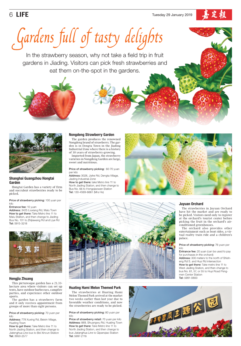 Gardens Full of Tasty Delights in the Strawberry Season, Why Not Take a Field Trip in Fruit Gardens in Jiading