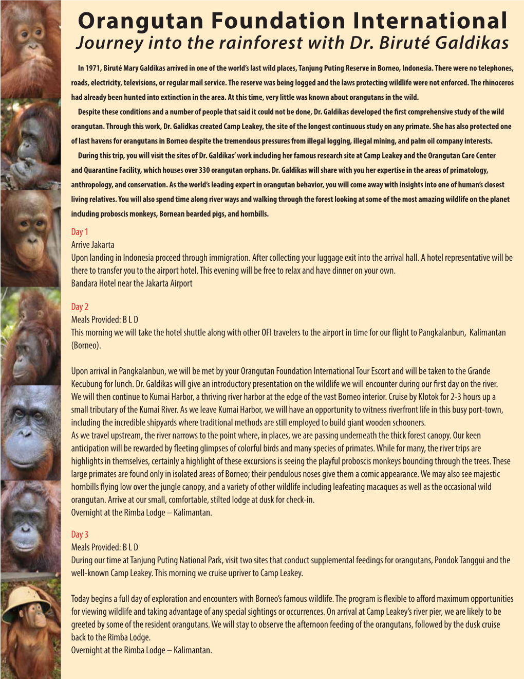 Orangutan Foundation International Journey Into the Rainforest with Dr