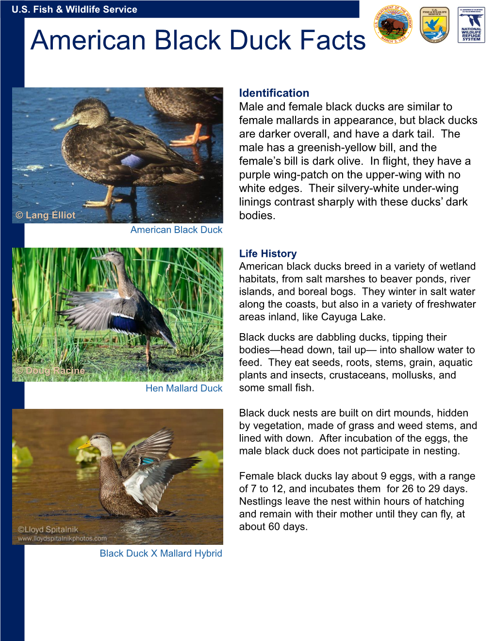 American Black Duck Facts