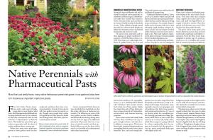 Native Perennials with Pharmaceutical Pasts