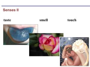 Taste Smell Touch „Chemical“ Senses