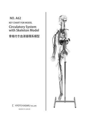 Circulatory System with Skeleton Model 骨格付き血液循環系模型