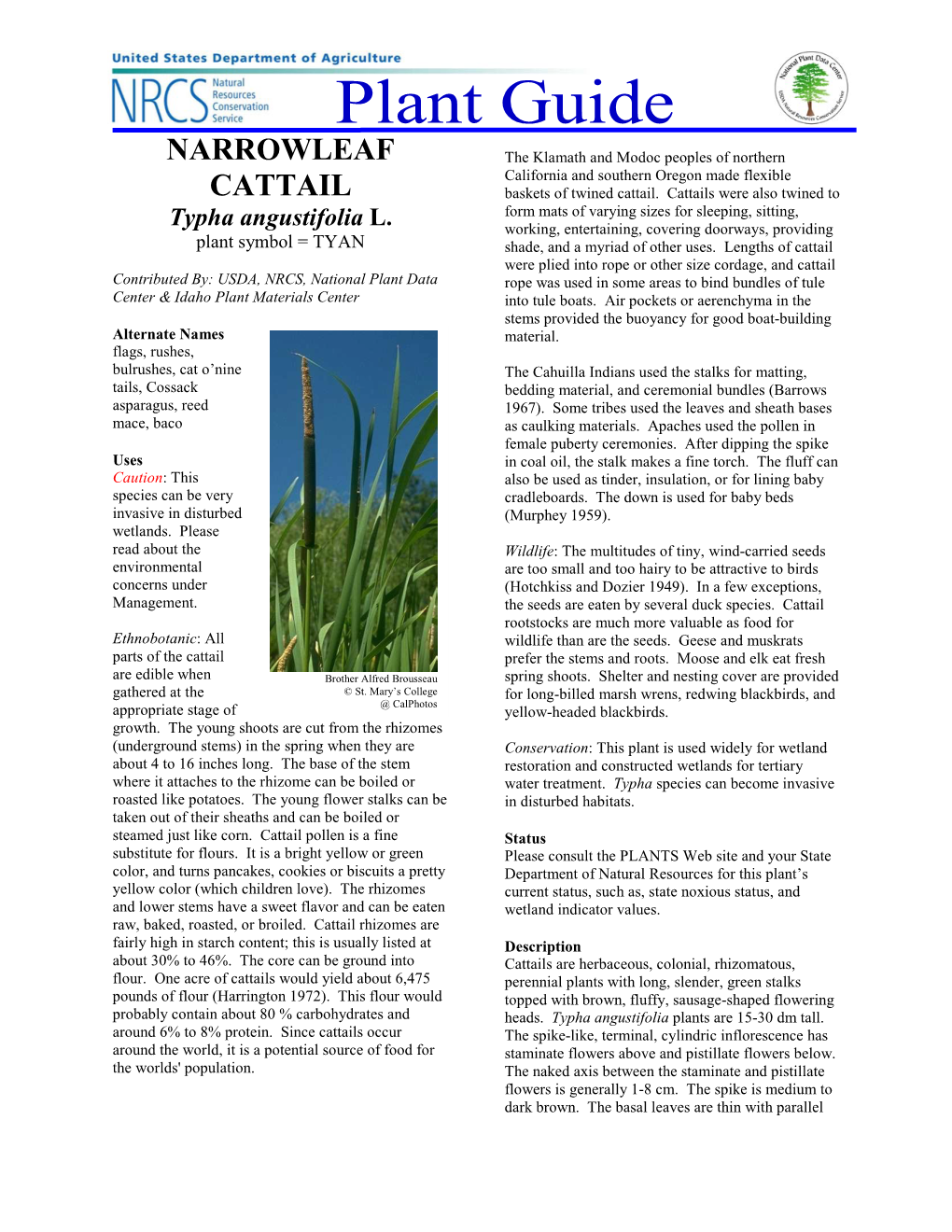 Narrowleaf Cattail