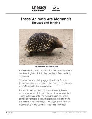 These Animals Are Mammals Platypus and Echidna Lyle Radford Via Wikimedia Commons Radford Lyle