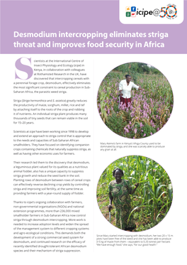 Desmodium Intercropping Eliminates Striga Threat and Improves Food Security in Africa