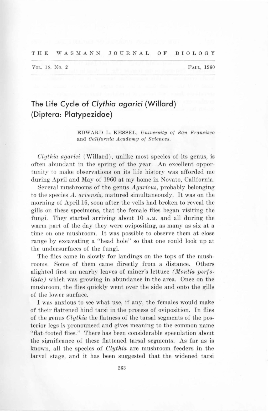 The Life Cycle of Clythia Agarici (Willard) (Diptera: Platypezidae)