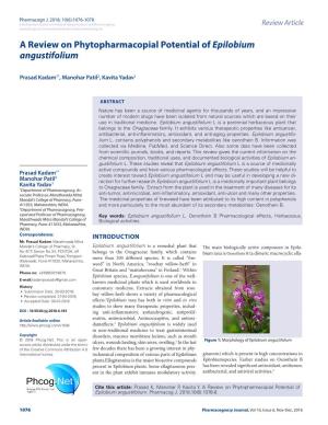 A Review on Phytopharmacopial Potential of Epilobium Angustifolium
