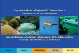 Especies Reguladas Y Protegidas En Las Aguas Del Caribe Estadounidense INVERTEBRADOS • PECES • TORTUGASMARINAS •MAMÍFEROSMARINOS