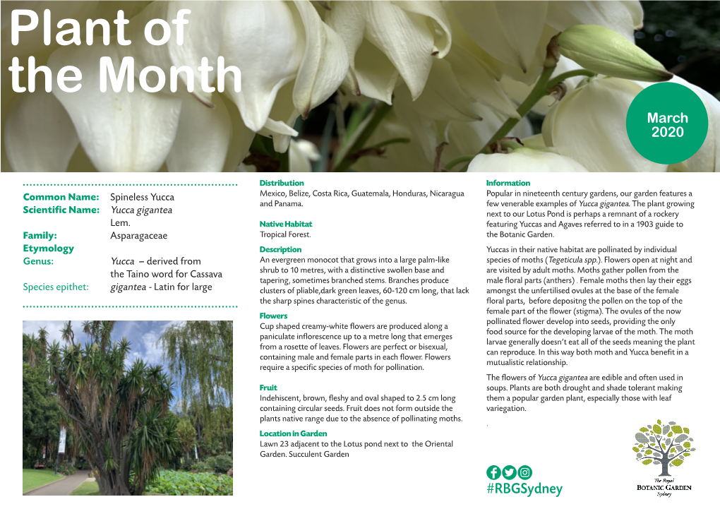 Plant of the Month March 2020