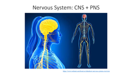 Nervous System: CNS + PNS