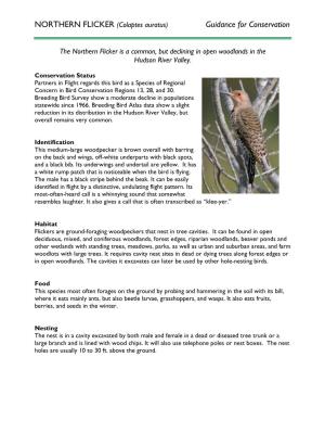 NORTHERN FLICKER (Colaptes Auratus) Guidance for Conservation