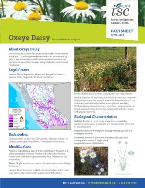 Oxeye Daisy Factsheet